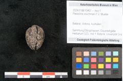Foto (Objekt + Etikett) von Pleioclinis couchmani F.V. Mueller (NHMW-GEO-2024-0188-10467)